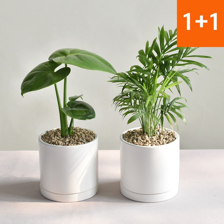 11공기정화식물 몬스테라 테이블야자 인테리어식물, 1세트