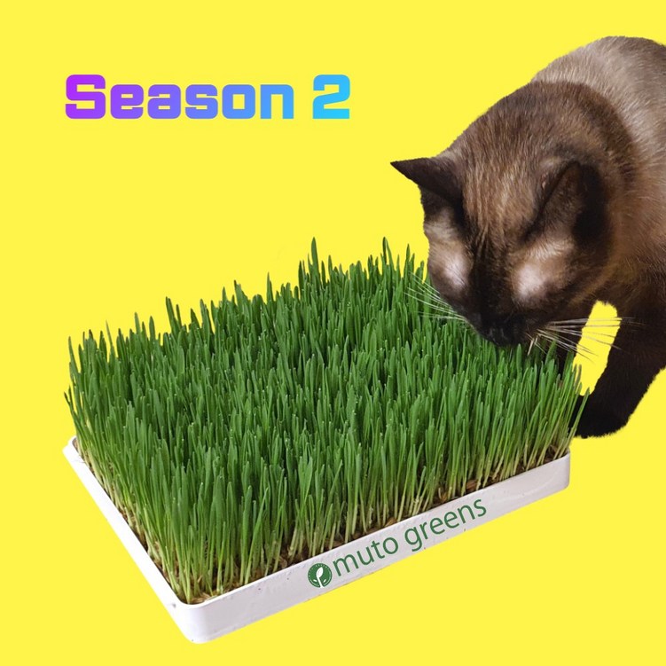 고양이템테이션 [시즌2] 뮤토 점보 캣그라스 생화 (대용량) 고양이 풀 강아지 풀 도그그라스, 귀리