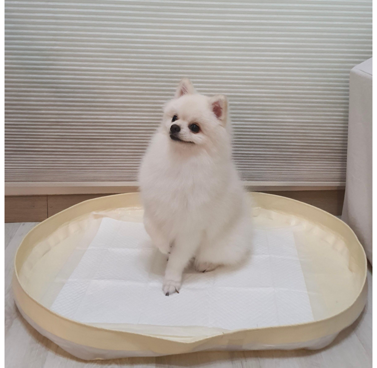 피피 강아지 애견 수컷 배변판 배변매트 방수 화장실, 1개